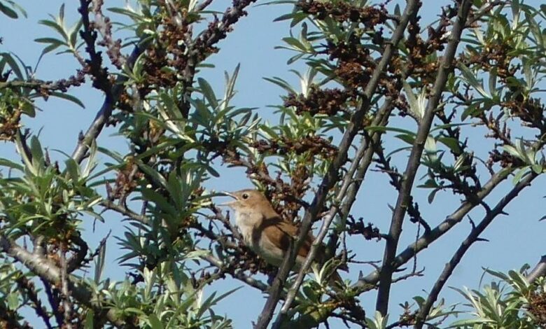 a bird sitting in a tree