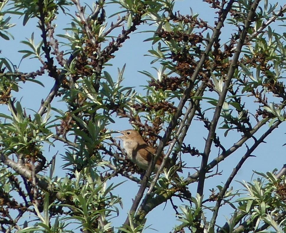 a bird sitting in a tree