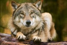 a wolf lying on a log