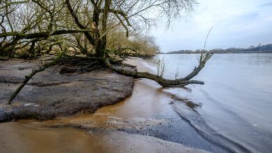 a tree on a beach
