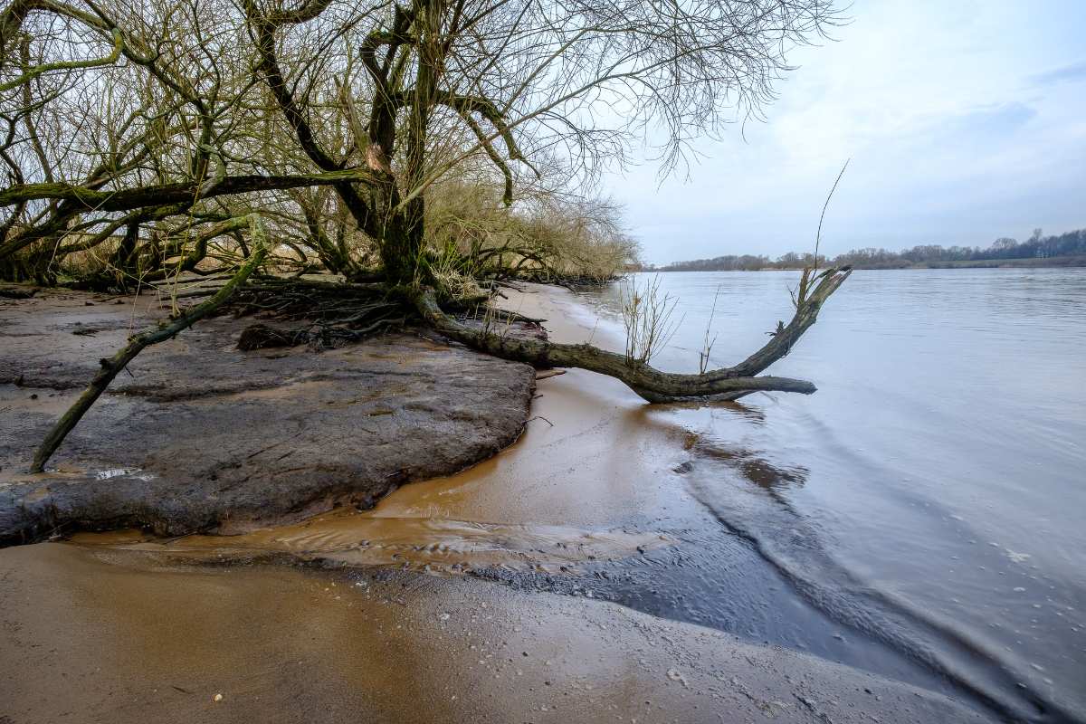 Kritischer Sauerstoffmangel: Fischsterben in der Tideelbe befürchtet 1 a tree on a beach