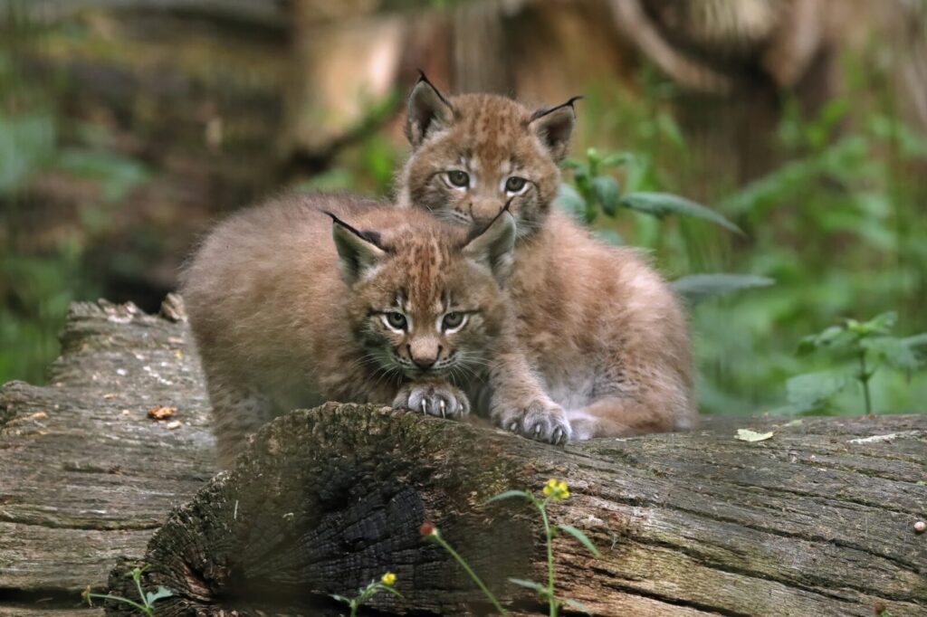 Tierbabys hautnah erleben: "Junge Wilde" im Wildpark begeistert Familien 3 Tierbabys hautnah erleben: "Junge Wilde" im Wildpark begeistert Familien