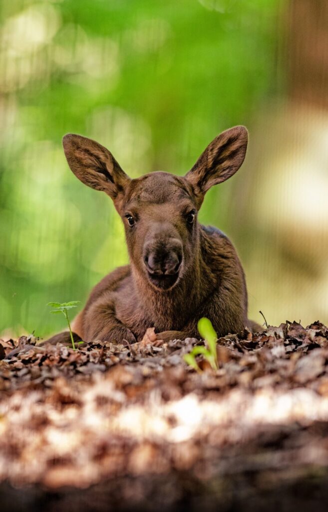 Tierbabys hautnah erleben: "Junge Wilde" im Wildpark begeistert Familien 2 Tierbabys hautnah erleben: "Junge Wilde" im Wildpark begeistert Familien
