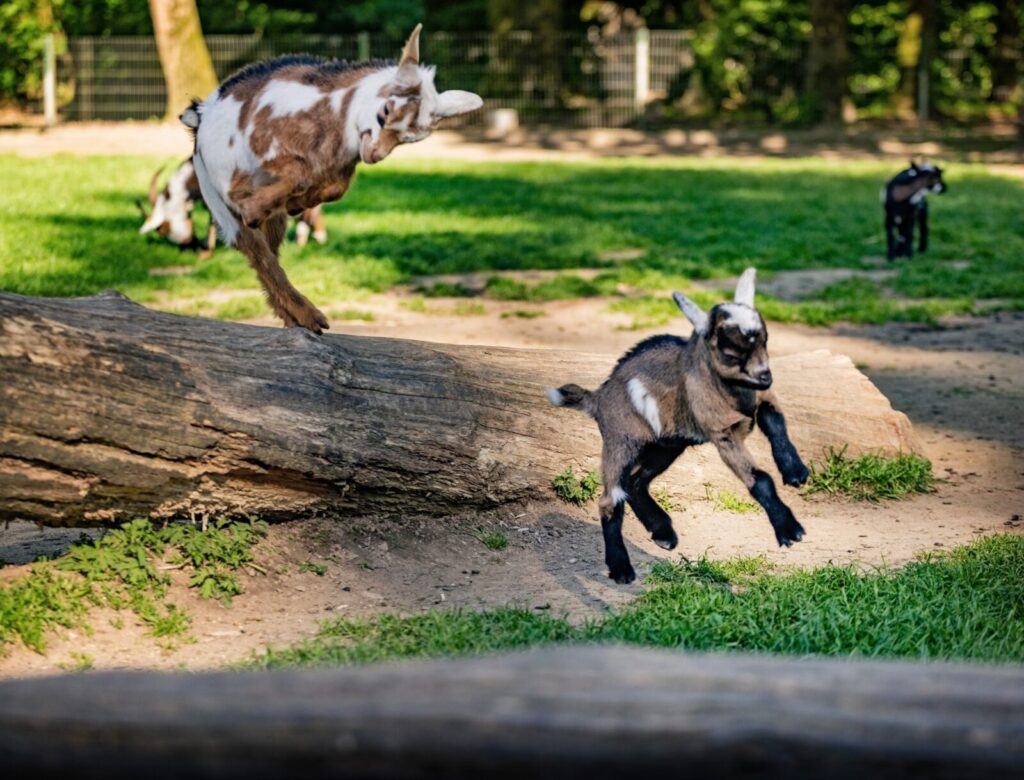 Tierbabys hautnah erleben: "Junge Wilde" im Wildpark begeistert Familien 4 Tierbabys hautnah erleben: "Junge Wilde" im Wildpark begeistert Familien