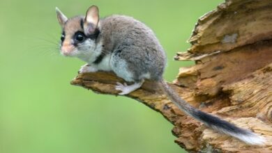 a small rodent on a log