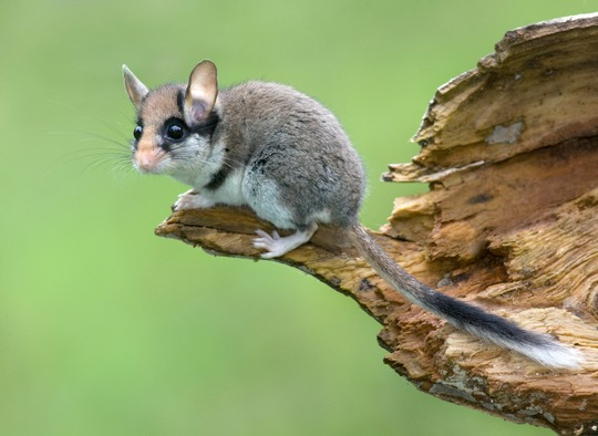 a small rodent on a log
