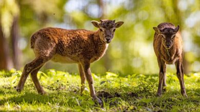 two animals standing in the grass