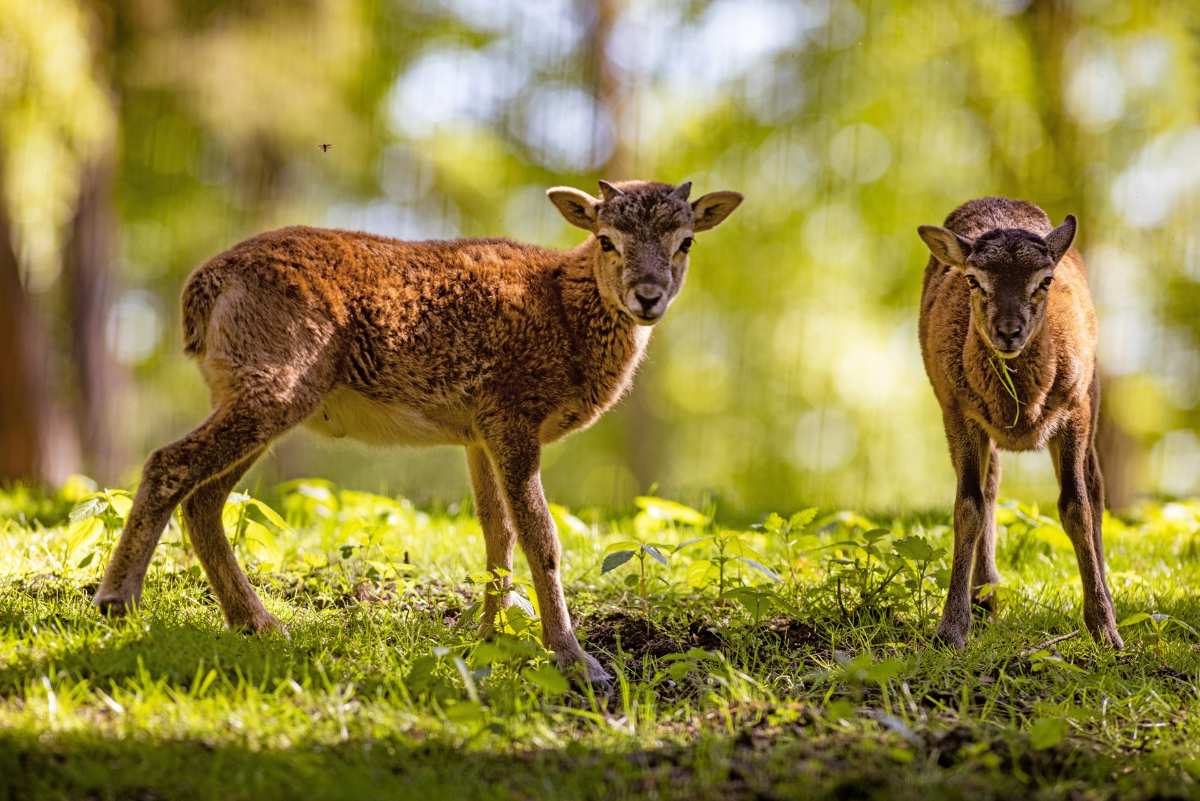 Tierbabys hautnah erleben: "Junge Wilde" im Wildpark begeistert Familien 1 two animals standing in the grass