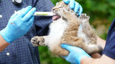 a person holding a cat with a stick in its mouth