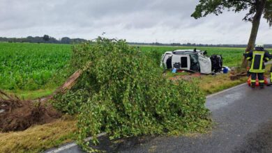 a tree next to a car