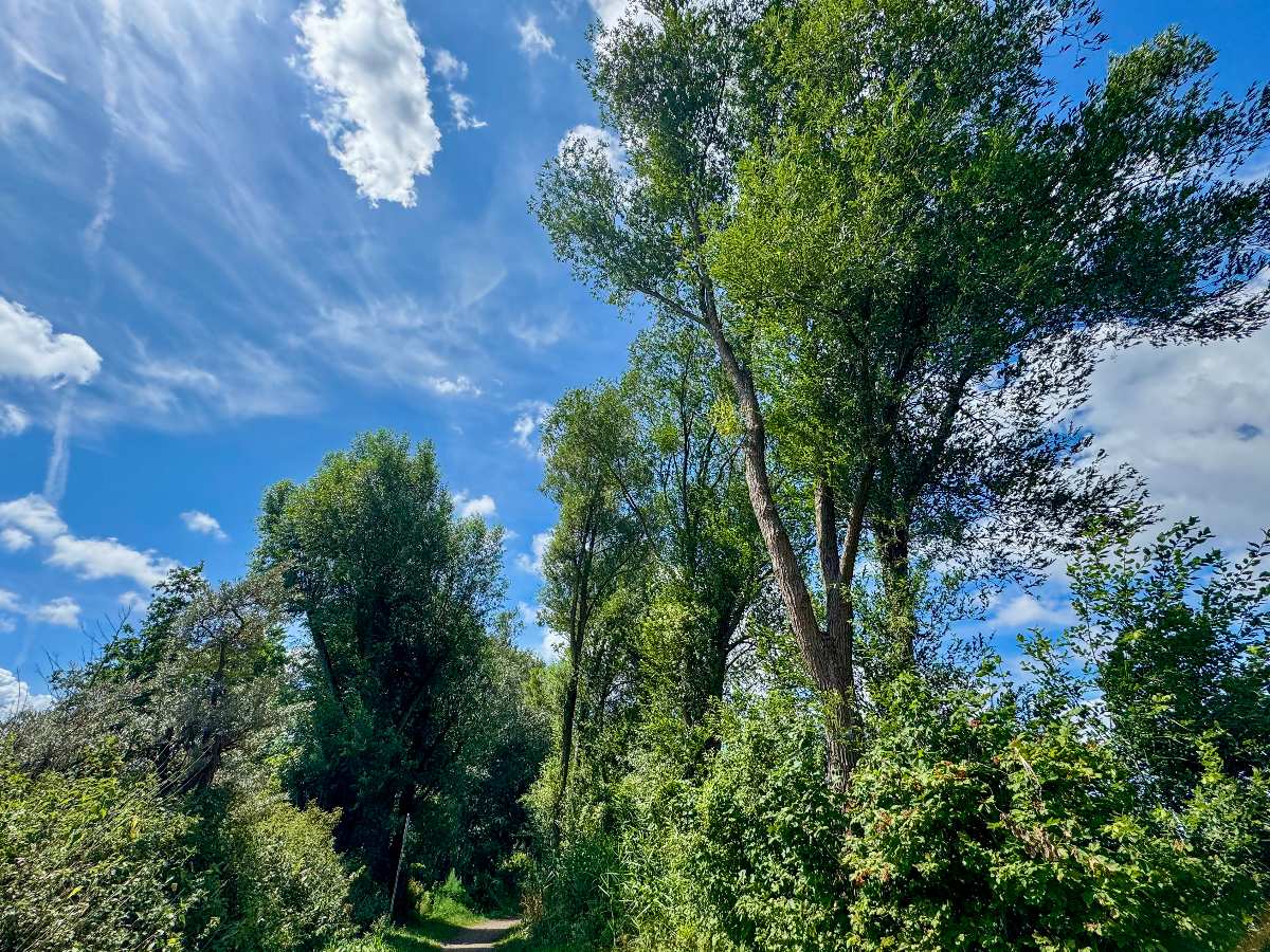 Achtung: Heideländische Bäume reagieren auf Hitze mit überraschendem Grünastabwurf 1 a path through a forest