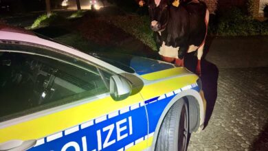 a cow standing on top of a police car