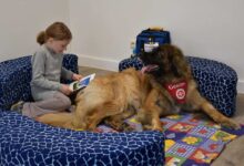 a girl reading a book to a large dog