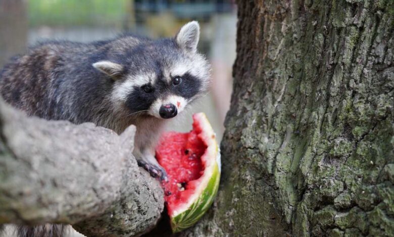 a raccoon eating a watermelon