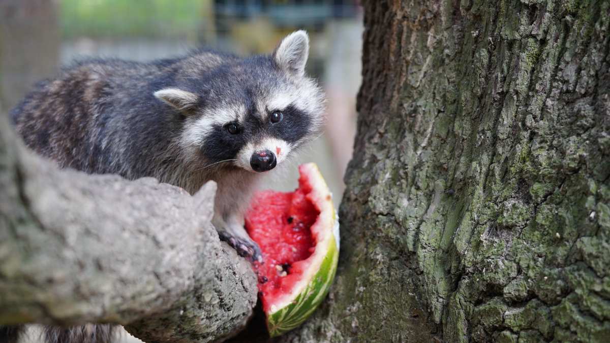 a raccoon eating a watermelon