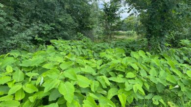 a large green plant with many leaves