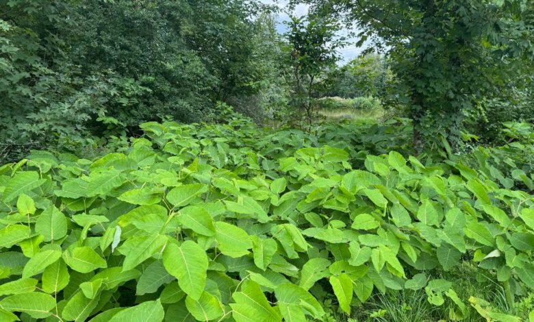 Zwergziegen gegen Staudenknöterich: Seevetal setzt auf tierische Grünpflege 4 a large green plant with many leaves