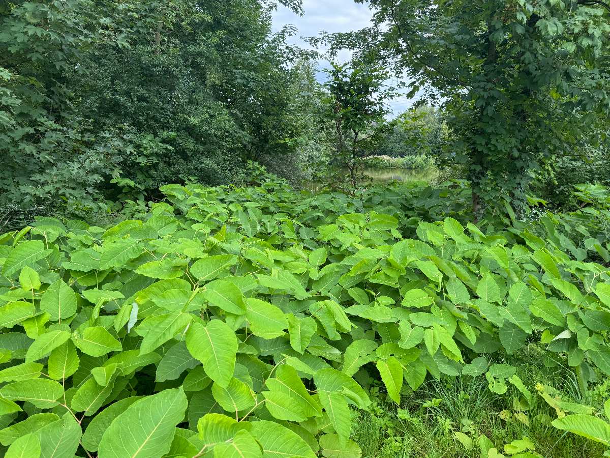 a large green plant with many leaves