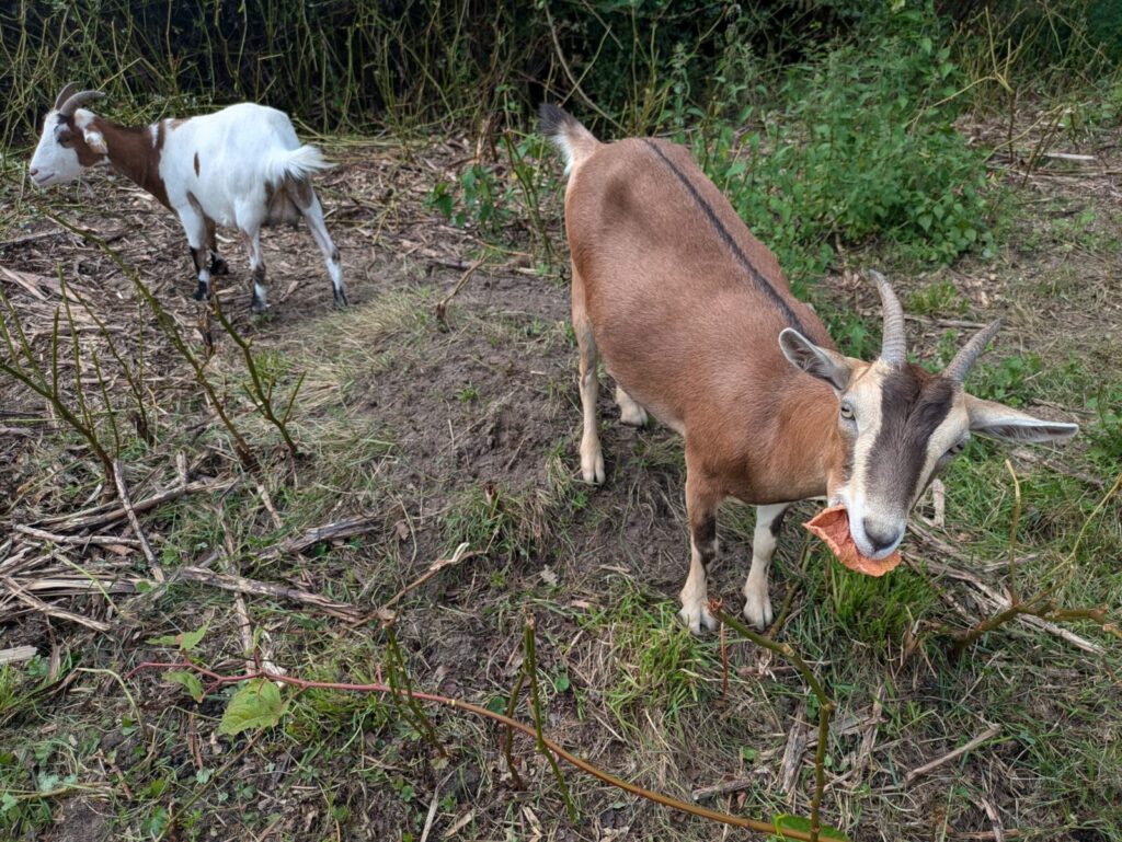 Zwergziegen gegen Staudenknöterich: Seevetal setzt auf tierische Grünpflege
