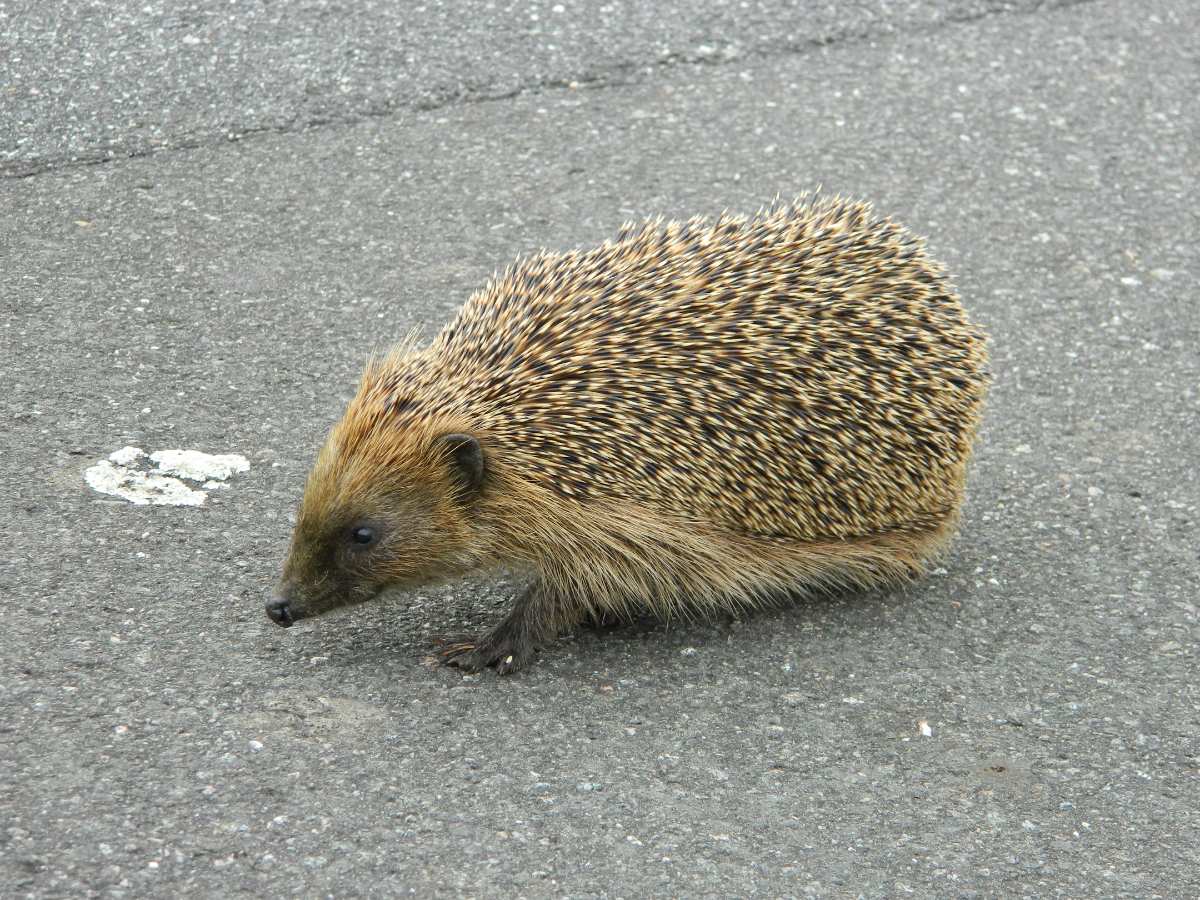 Igel läuft über die Straße.