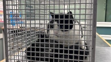 a cat in a cage