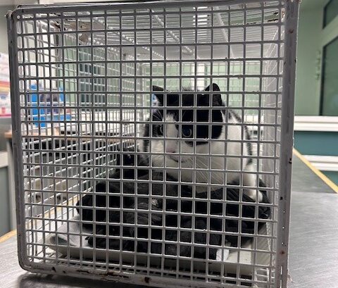 a cat in a cage