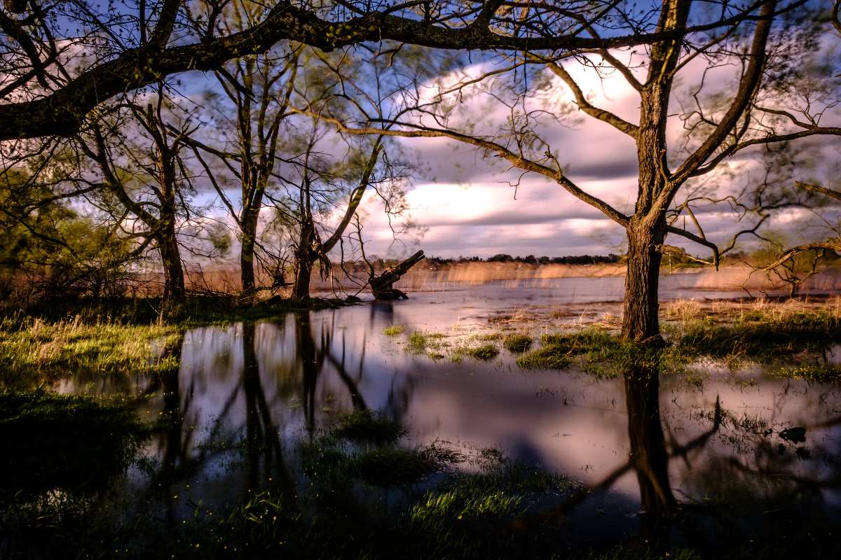 a body of water with trees and grass