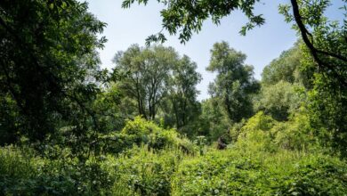 a forest with trees and bushes