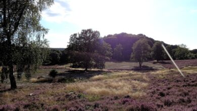 a field of purple flowers and trees