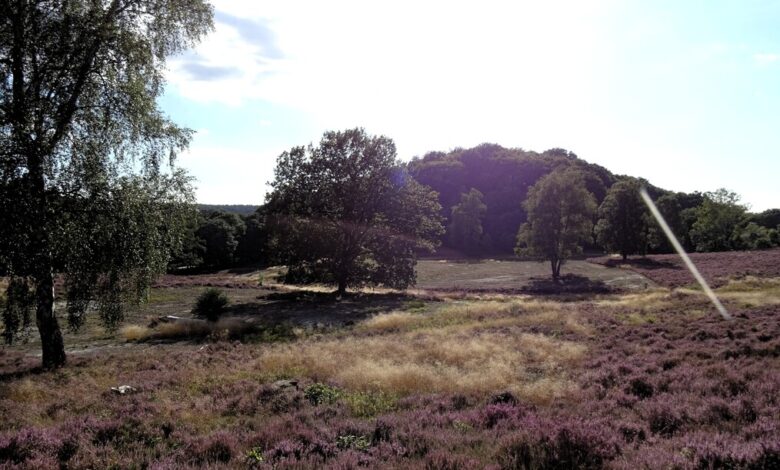 a field of purple flowers and trees