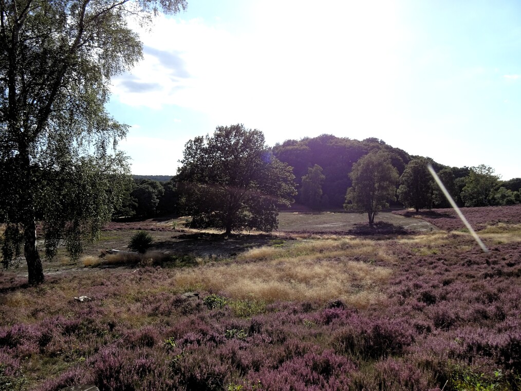 a field of purple flowers and trees