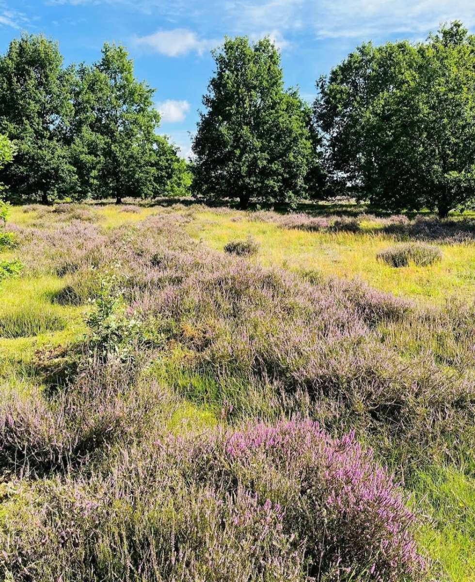 a field of purple flowers and trees