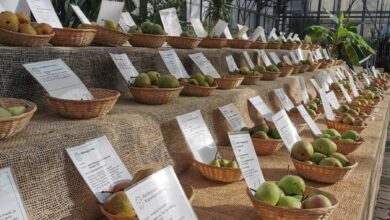 Verschiedene Obstsorten in Körben