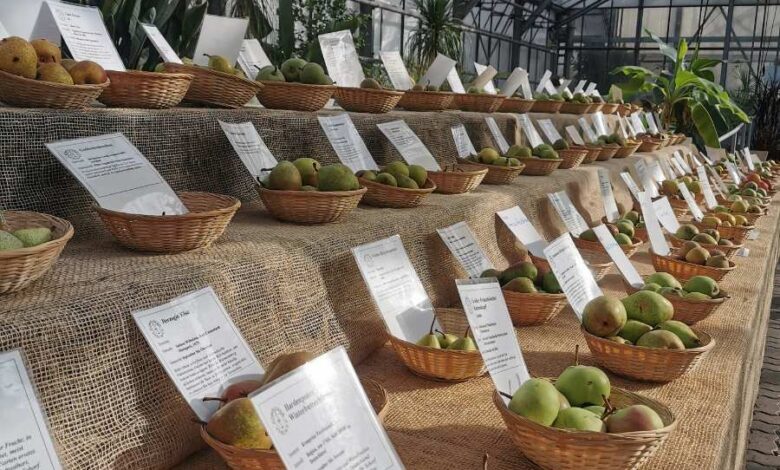 Hamburg: Norddeutsche Apfeltage locken mit 250 Sorten in den Loki-Schmidt-Garten 6 Verschiedene Obstsorten in Körben