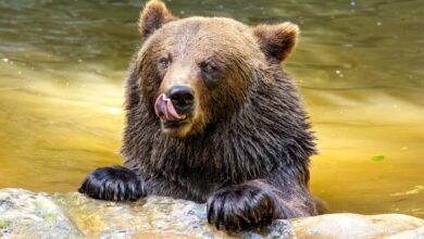 Braunbär genießt ein Bad im Wasser.