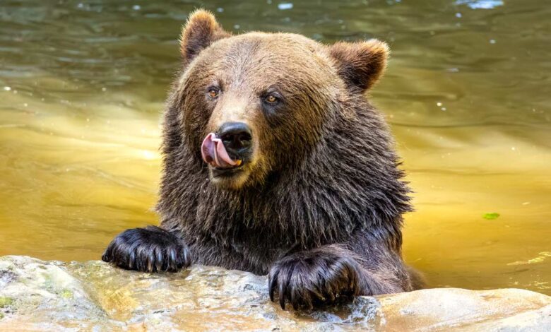Braunbär genießt ein Bad im Wasser.