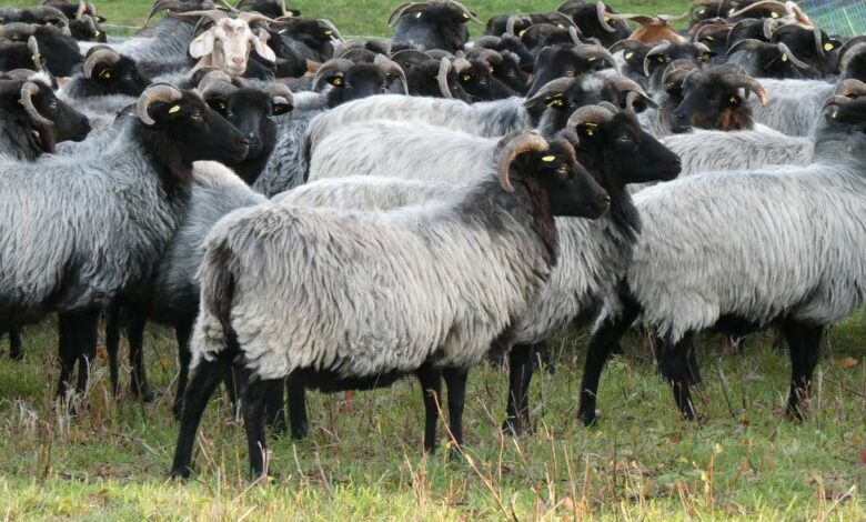 Schafherde auf grüner Wiese.