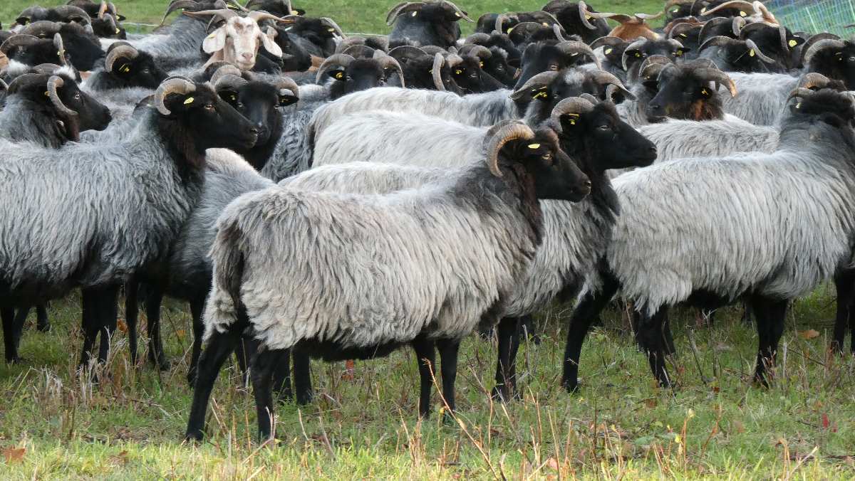 Schafherde auf grüner Wiese.