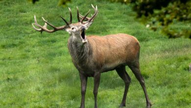 Hirsch röhrt im grünen Feld.