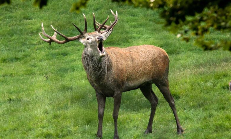 Hirsch röhrt im grünen Feld.