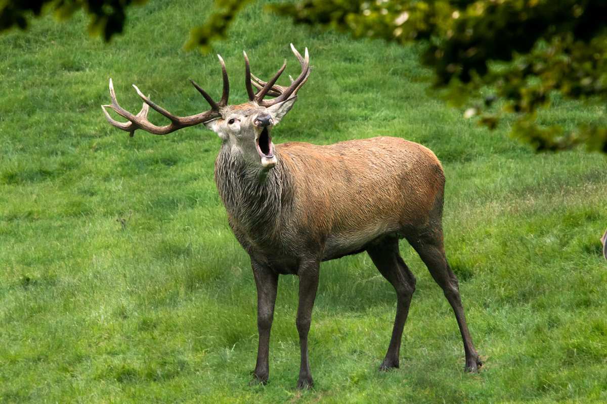 Hirsch röhrt im grünen Feld.