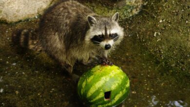 Waschbär spielt mit Wassermelone