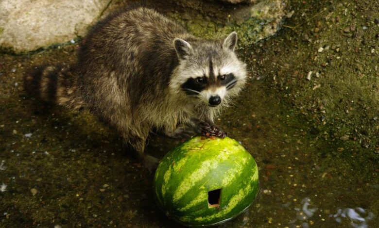 Waschbär spielt mit Wassermelone