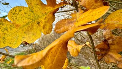 Laubbeseitung: Pflichten und Umsetzung in Seevetal 2 Bunte Herbstblätter an einem Baum