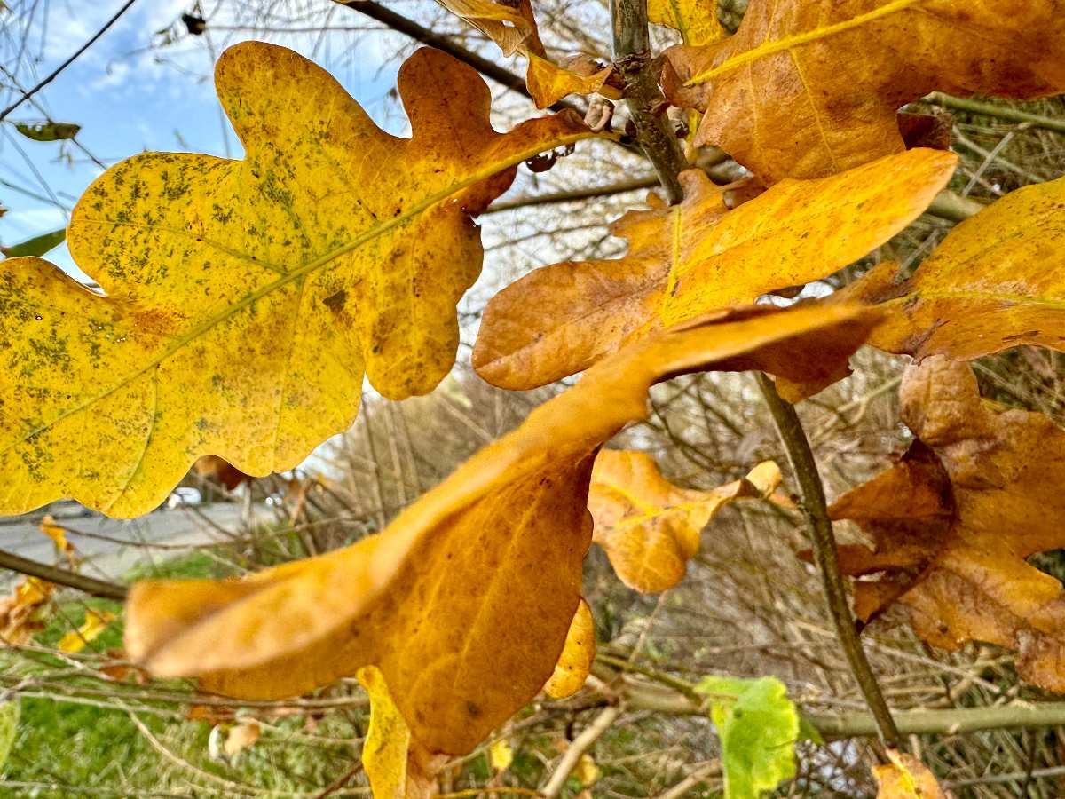 Bunte Herbstblätter an einem Baum