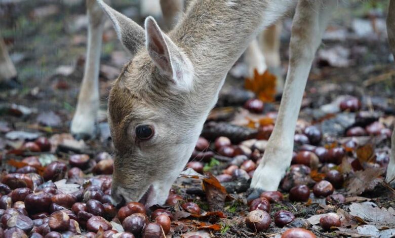 Tiere sammeln Vorräte – Kinder sammeln Erlebnisse: Herbstaktionen im Wildpark Schwarze Berge 1 Reh frisst Kastanien im Wald.