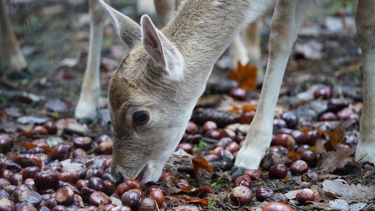 Reh frisst Kastanien im Wald.