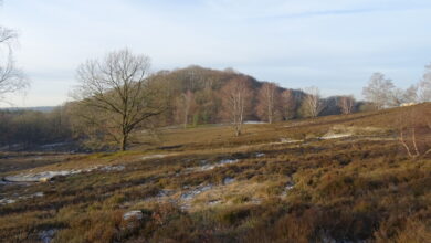 Feldlandschaft mit Bäumen und Hügeln
