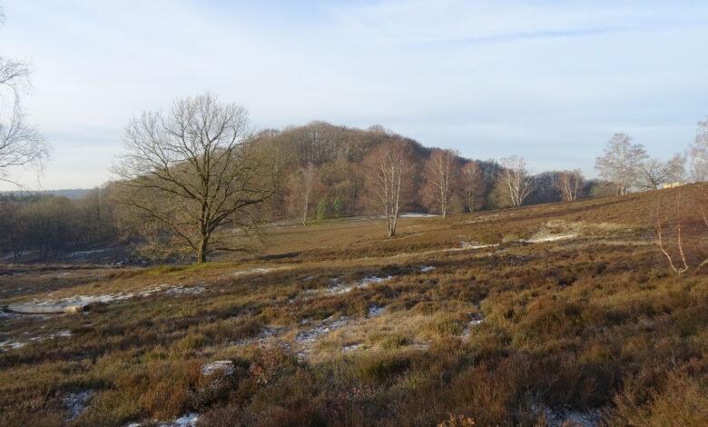 Aktion in der Neugrabener Heide: Freiwillige helfen beim Entkusseln für den Naturschutz 10 Feldlandschaft mit Bäumen und Hügeln