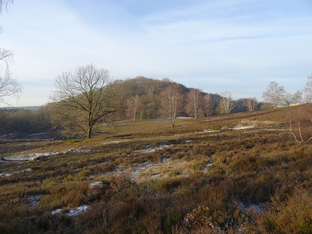 Feldlandschaft mit Bäumen und Hügeln